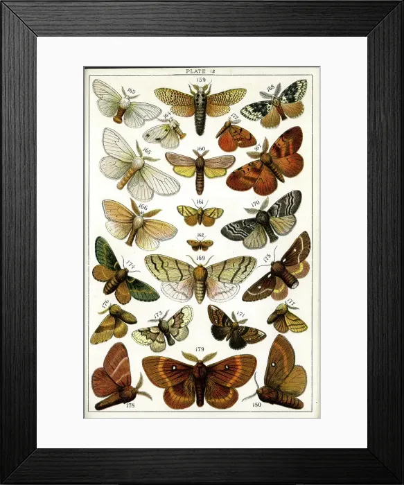Framed Print : Butterflies and Moths, Plate 12, Bombyces, Zeuzeridae, etc Framed Print : Butterflies and Moths, Plate 12, Bombyces, Zeuzeridae, etc