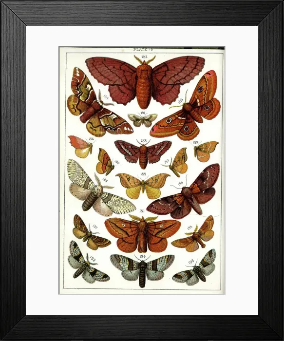Framed Print : Butterflies and Moths, Plate 13, Bombyces, Saturniidae, etc Framed Print : Butterflies and Moths, Plate 13, Bombyces, Saturniidae, etc