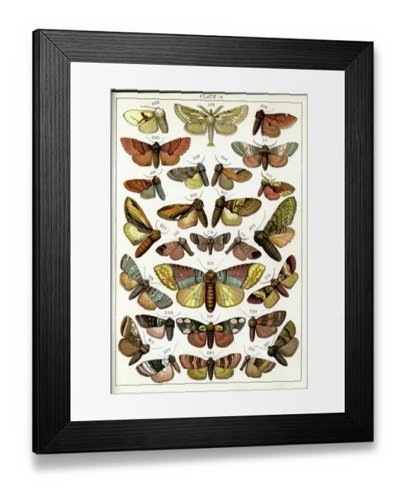 Framed Print : Butterflies and Moths, Plate 14, Bombyces, Notodontidae, etc Framed Print : Butterflies and Moths, Plate 14, Bombyces, Notodontidae, etc