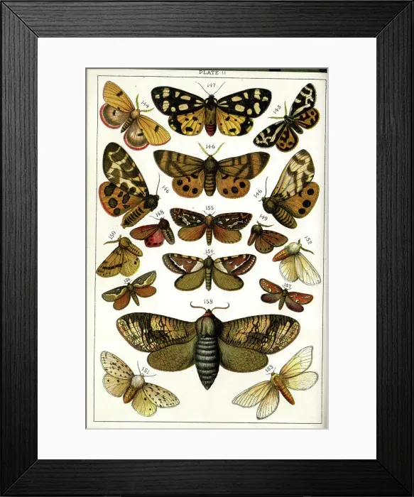 Framed Print : Butterflies and Moths, Plate 11, Bombyces, Arctiadae, etc Framed Print : Butterflies and Moths, Plate 11, Bombyces, Arctiadae, etc