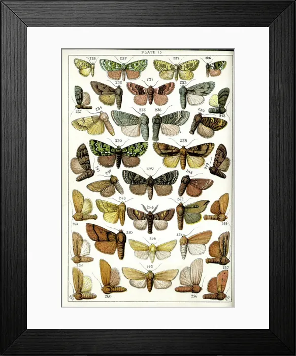 Framed Print : Butterflies and Moths, Plate 15, Noctuae, Acronyctidae, etc Framed Print : Butterflies and Moths, Plate 15, Noctuae, Acronyctidae, etc