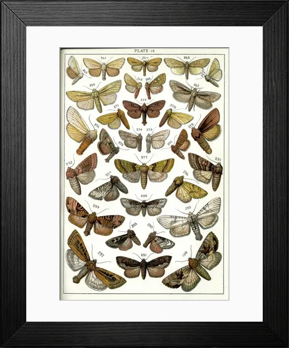 Framed Print : Butterflies and Moths, Plate 16, Noctuae, Leucaniidae, etc Framed Print : Butterflies and Moths, Plate 16, Noctuae, Leucaniidae, etc