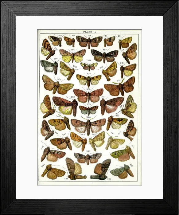 Framed Print : Butterflies and Moths, Plate 18, Noctuae, Caradrinidae, etc Framed Print : Butterflies and Moths, Plate 18, Noctuae, Caradrinidae, etc