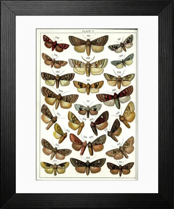 Framed Print : Butterflies and Moths, Plate 17, Noctuae, Apameidae Framed Print : Butterflies and Moths, Plate 17, Noctuae, Apameidae