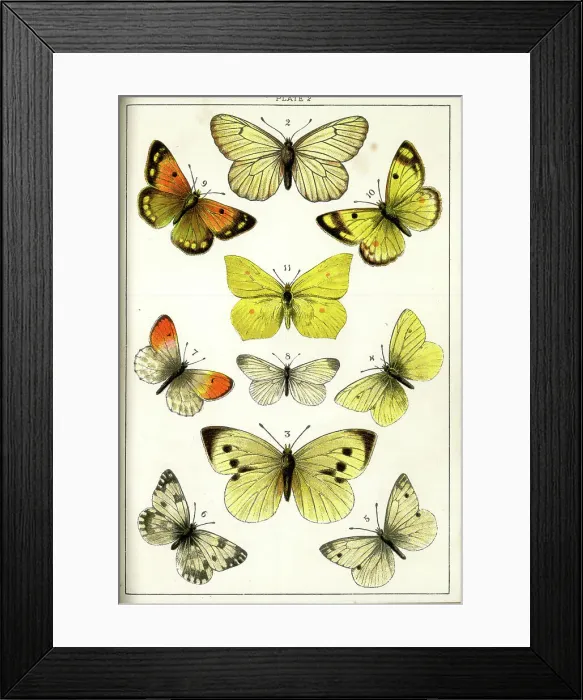 Framed Print : Butterflies and Moths, Plate 2, Papiliones, Pieridae Framed Print : Butterflies and Moths, Plate 2, Papiliones, Pieridae