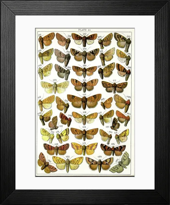 Framed Print : Butterflies and Moths, Plate 20, Noctuae, Orthosiidae, etc Framed Print : Butterflies and Moths, Plate 20, Noctuae, Orthosiidae, etc