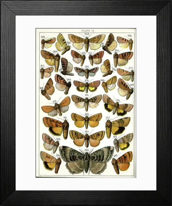 Framed Print : Butterflies and Moths, Plate 19, Noctuae, Noctuidae Framed Print : Butterflies and Moths, Plate 19, Noctuae, Noctuidae