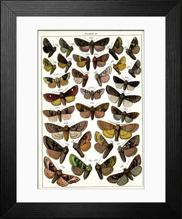 Framed Print : Butterflies and Moths, Plate 21, Noctuae, Hadenidae Framed Print : Butterflies and Moths, Plate 21, Noctuae, Hadenidae