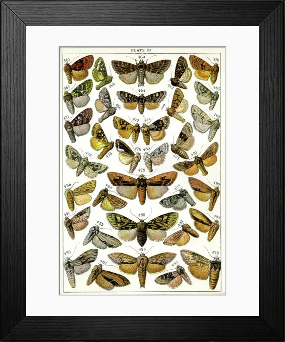 Framed Print : Butterflies and Moths, Plate 22, Noctuae, Hadenidae Framed Print : Butterflies and Moths, Plate 22, Noctuae, Hadenidae