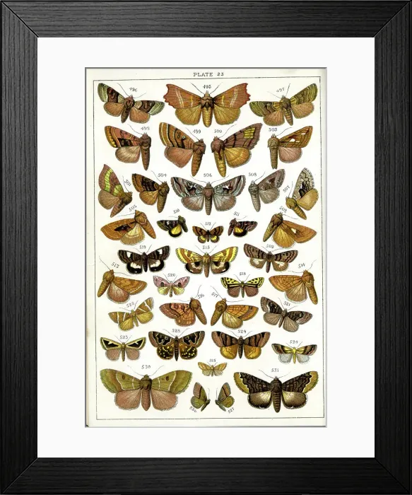 Framed Print : Butterflies and Moths, Plate 23, Noctuae, Plusiadae Framed Print : Butterflies and Moths, Plate 23, Noctuae, Plusiadae