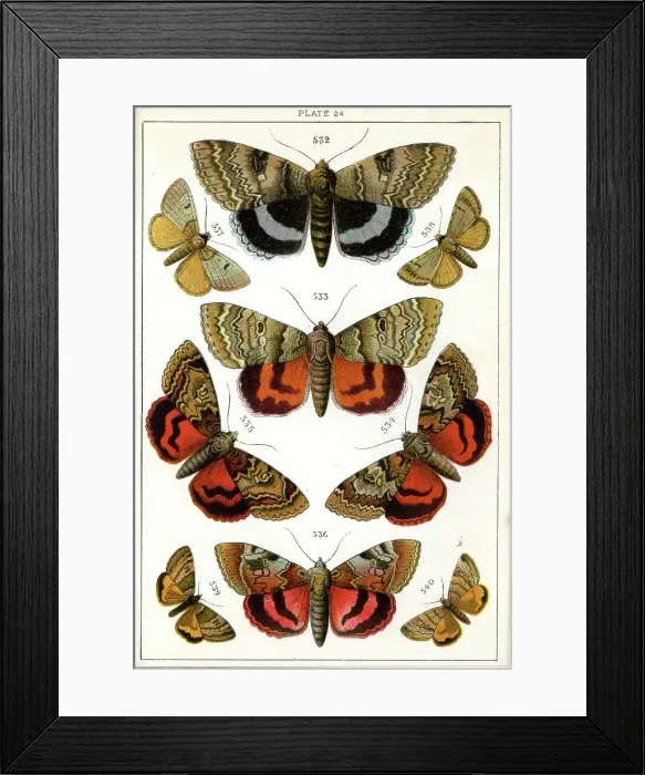 Framed Print : Butterflies and Moths, Plate 24, Noctuae, Plusiadae, etc Framed Print : Butterflies and Moths, Plate 24, Noctuae, Plusiadae, etc