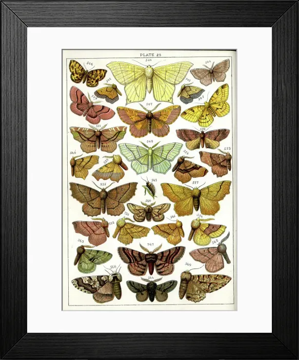 Framed Print : Butterflies and Moths, Plate 25, Geometrai, Ennomidae, etc Framed Print : Butterflies and Moths, Plate 25, Geometrai, Ennomidae, etc