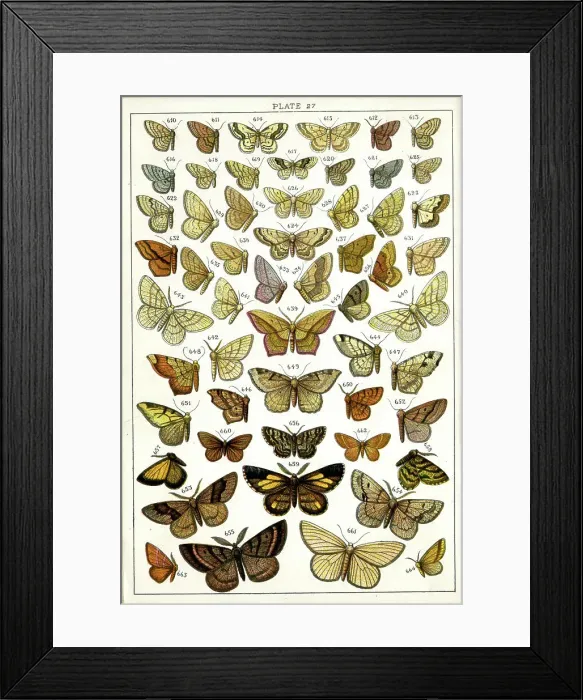 Framed Print : Butterflies and Moths, Plate 27, Geometrae, Acidaliidae, etc Framed Print : Butterflies and Moths, Plate 27, Geometrae, Acidaliidae, etc