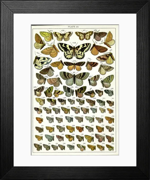 Framed Print : Butterflies and Moths, Plate 28, Geometrae, Fidoniidae, etc Framed Print : Butterflies and Moths, Plate 28, Geometrae, Fidoniidae, etc