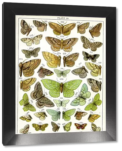 Butterflies and Moths, Plate 26, Geometrae, Boarmiidae, etc