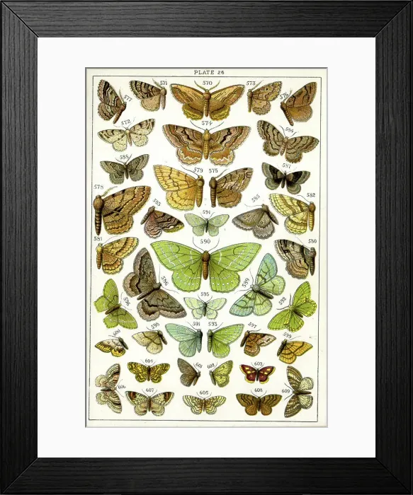 Framed Print : Butterflies and Moths, Plate 26, Geometrae, Boarmiidae, etc Framed Print : Butterflies and Moths, Plate 26, Geometrae, Boarmiidae, etc