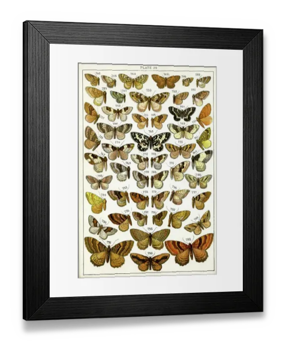 Framed Print : Butterflies and Moths, Plate 29, Geometrae, Hyberniidae Framed Print : Butterflies and Moths, Plate 29, Geometrae, Hyberniidae