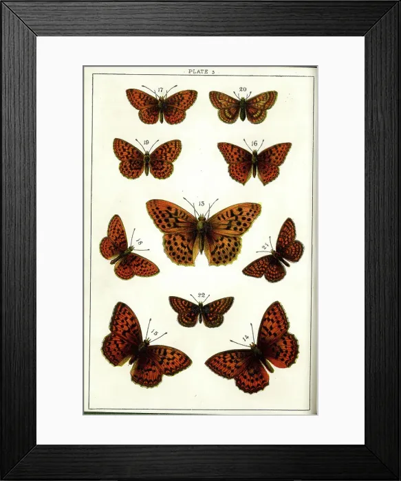 Framed Print : Butterflies and Moths, Plate 3, Papiliones, Nymphalidae Framed Print : Butterflies and Moths, Plate 3, Papiliones, Nymphalidae