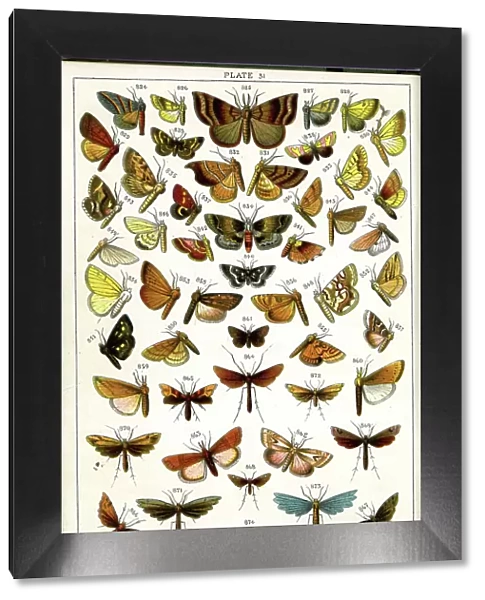 Butterflies and Moths, Plate 31, Pyrales, Pterophori