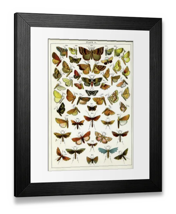 Framed Print : Butterflies and Moths, Plate 31, Pyrales, Pterophori Framed Print : Butterflies and Moths, Plate 31, Pyrales, Pterophori