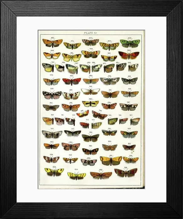 Framed Print : Butterflies and Moths, Plate 32, Tortrices Framed Print : Butterflies and Moths, Plate 32, Tortrices