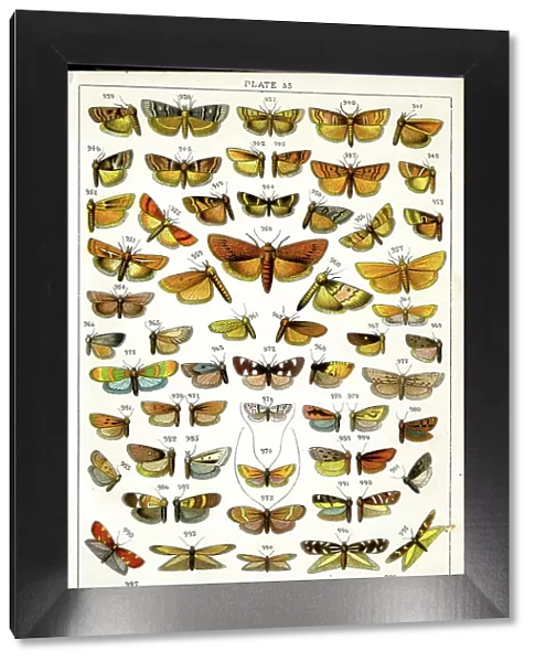 Butterflies and Moths, Plate 33, Phycitae, Tineae