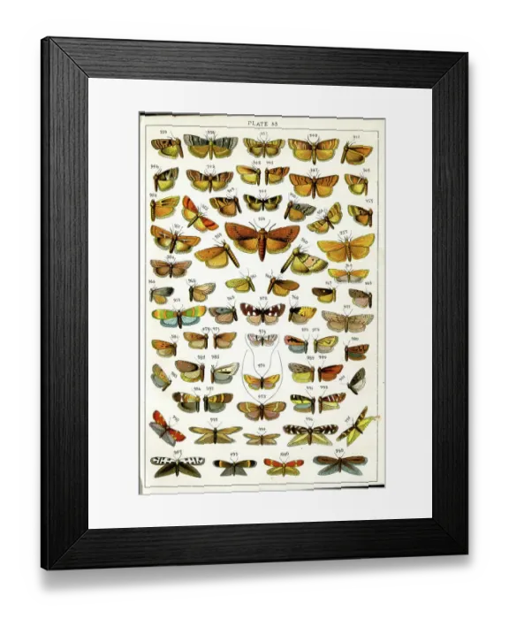 Framed Print : Butterflies and Moths, Plate 33, Phycitae, Tineae Framed Print : Butterflies and Moths, Plate 33, Phycitae, Tineae