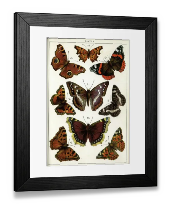 Framed Print : Butterflies and Moths, Plate 4, Papiliones, Nymphalidae Framed Print : Butterflies and Moths, Plate 4, Papiliones, Nymphalidae