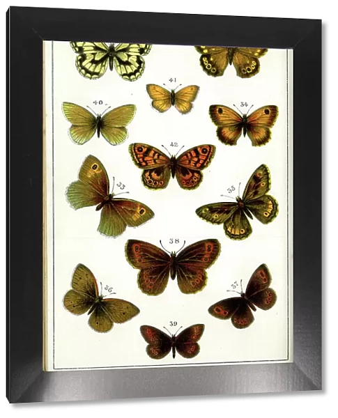 Butterflies and Moths, Plate 5, Papiliones, Nymphalidae