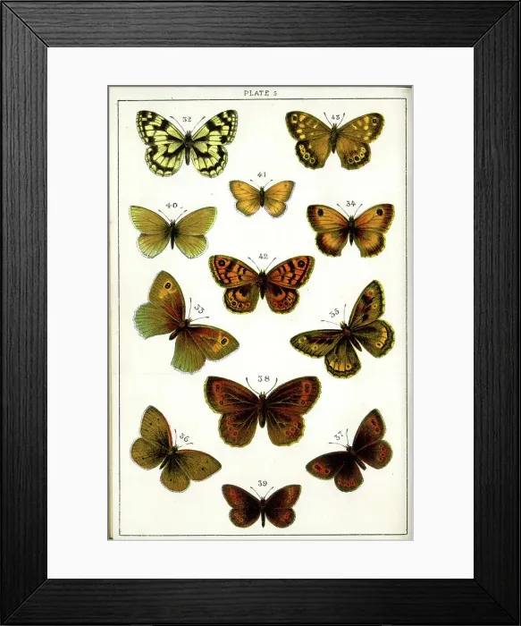 Framed Print : Butterflies and Moths, Plate 5, Papiliones, Nymphalidae Framed Print : Butterflies and Moths, Plate 5, Papiliones, Nymphalidae