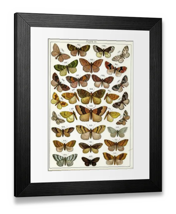 Framed Print : Butterflies and Moths, Plate 30, Geometrae, Hyberniidae, etc Framed Print : Butterflies and Moths, Plate 30, Geometrae, Hyberniidae, etc