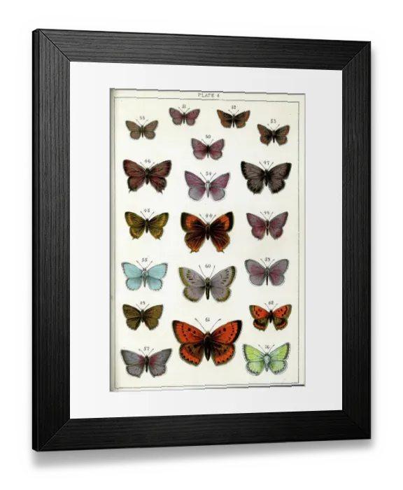 Framed Print : Butterflies and Moths, Plate 6, Papiliones, Lycaenidae Framed Print : Butterflies and Moths, Plate 6, Papiliones, Lycaenidae