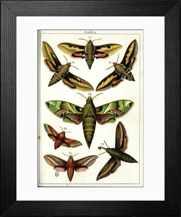 Framed Print : Butterflies and Moths, Plate 8, Sphinges, Sphingidae Framed Print : Butterflies and Moths, Plate 8, Sphinges, Sphingidae