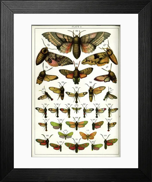 Framed Print : Butterflies and Moths, Plate 9, Sphinges, Sphingidae, etc Framed Print : Butterflies and Moths, Plate 9, Sphinges, Sphingidae, etc