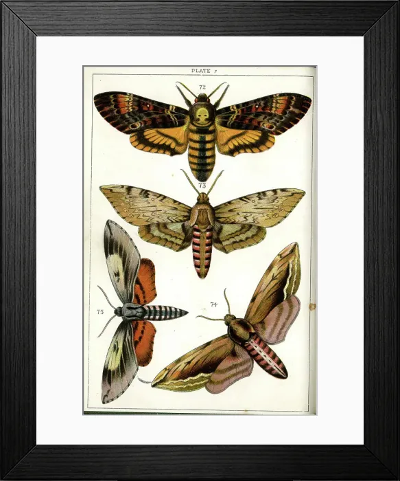 Framed Print : Butterflies and Moths, Plate 7, Sphinges, Sphingidae Framed Print : Butterflies and Moths, Plate 7, Sphinges, Sphingidae