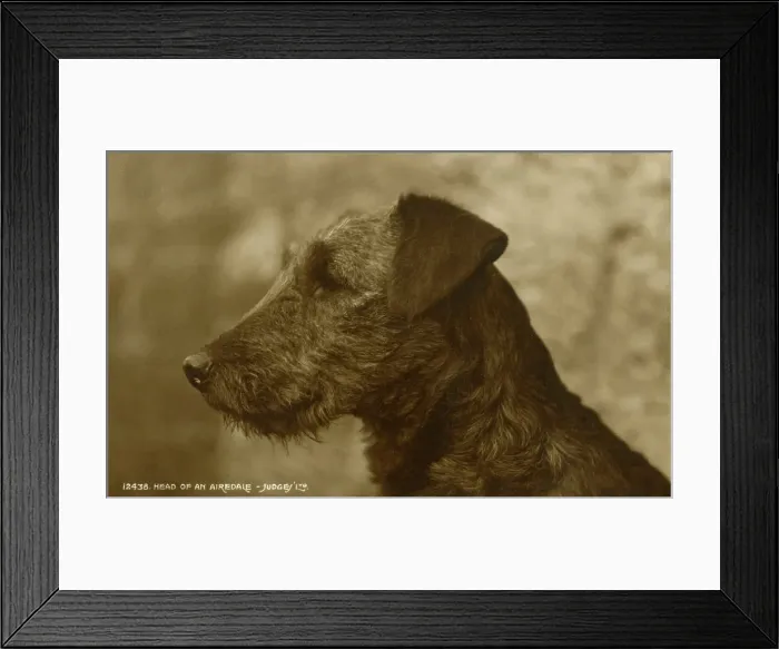 Framed Print : Handsome head of an Airedale Terrier Framed Print : Handsome head of an Airedale Terrier