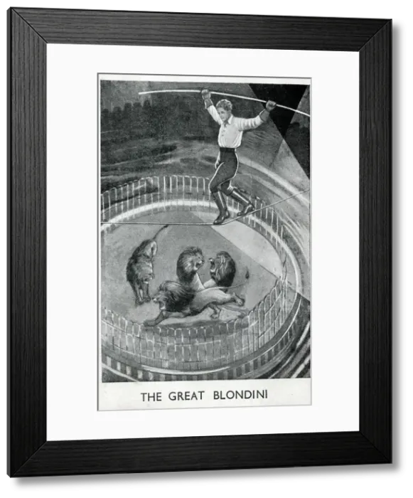 Framed Print : The Great Blondini - walking the high wire above four lions Framed Print : The Great Blondini - walking the high wire above four lions