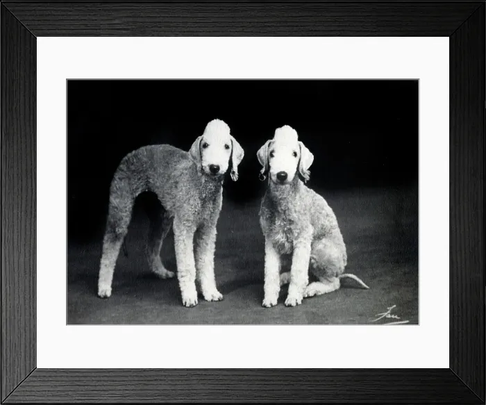 Framed Print : Bedlingtons - Brambledene Brione and Brambledene Ballerina Framed Print : Bedlingtons - Brambledene Brione and Brambledene Ballerina