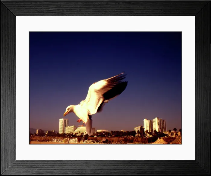 Framed Print : USA - Seabird Santa Monica California Framed Print : USA - Seabird Santa Monica California