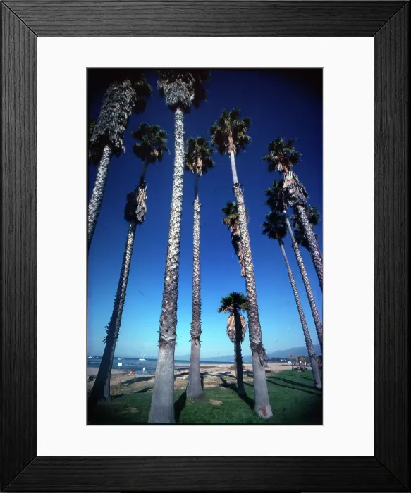 Framed Print : Palm Trees venice Beach Los Angeles California Framed Print : Palm Trees venice Beach Los Angeles California