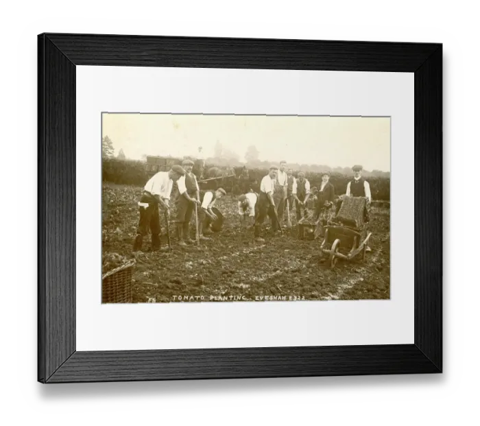 Framed Print : Gang of men with shovels planting tomatoes, Evesham Framed Print : Gang of men with shovels planting tomatoes, Evesham