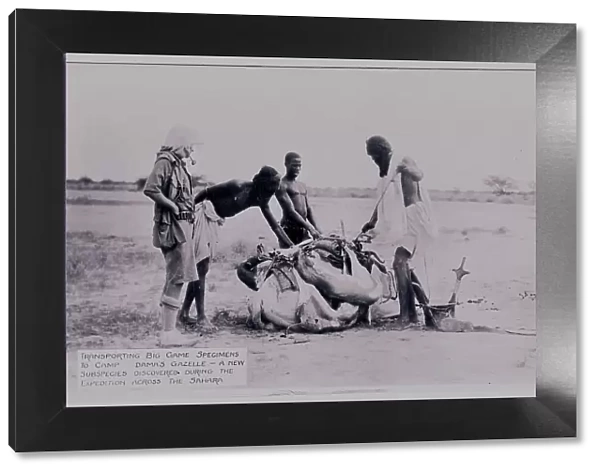 Three natives tying a gazelle carcass for transportation