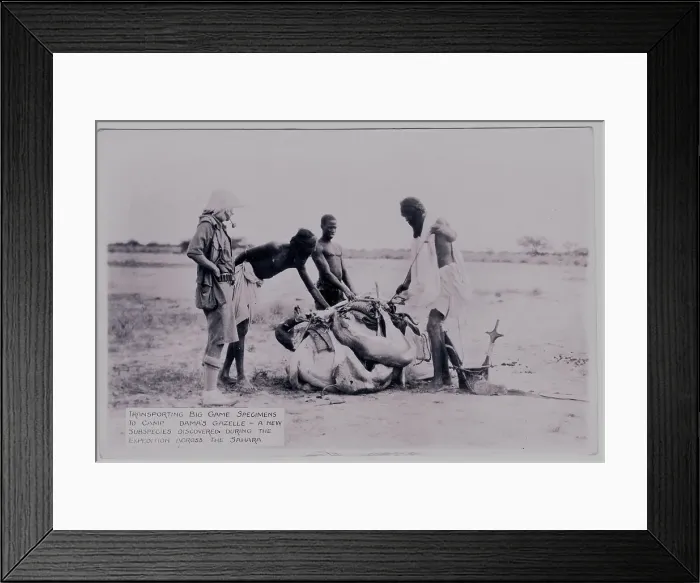Framed Print : Three natives tying a gazelle carcass for transportation Framed Print : Three natives tying a gazelle carcass for transportation