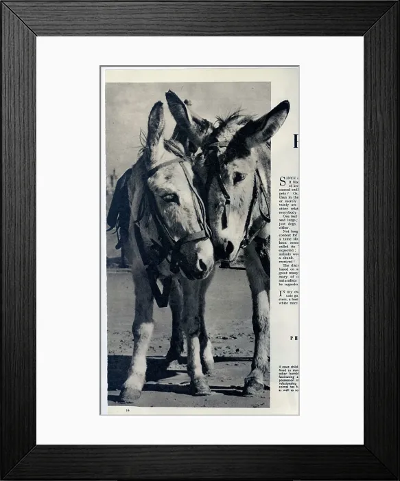 Framed Print : A pair of donkeys on the beach. Date: 1954 Framed Print : A pair of donkeys on the beach. Date: 1954