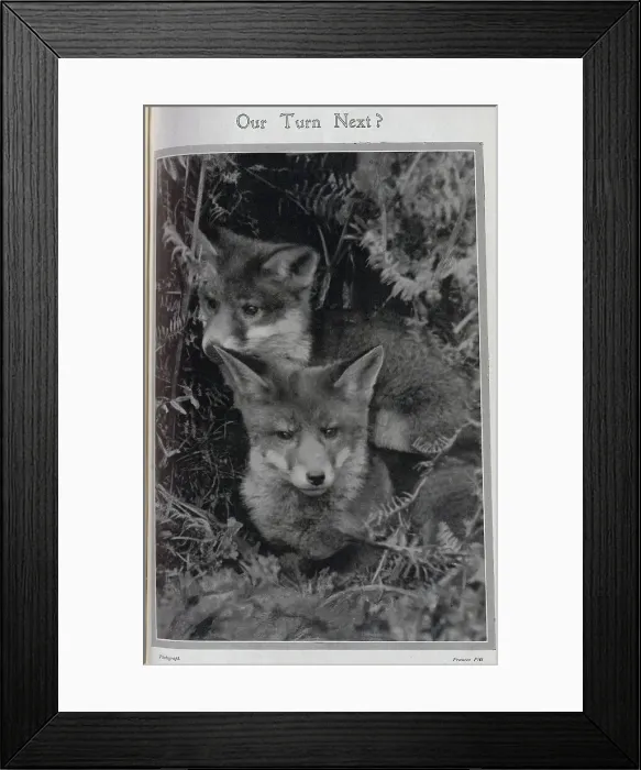 Framed Print : Young foxes, hunting season Date: 1910 Framed Print : Young foxes, hunting season Date: 1910