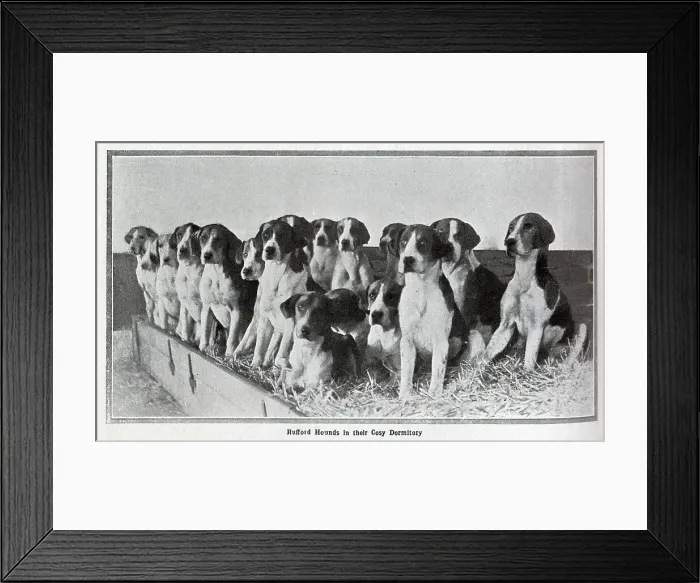 Framed Print : Photographs of the Rufford hounds, with huntsmen, in front of Thoresby Park, and Earl Manvers on horseback, Master of the Rufford Hunt. From a series of articles, Famous Hunts at home Framed Print : Photographs of the Rufford hounds, with huntsmen, in front of Thoresby Park, and Earl Manvers on horseback, Master of the Rufford Hunt. From a series of articles, Famous Hunts at home