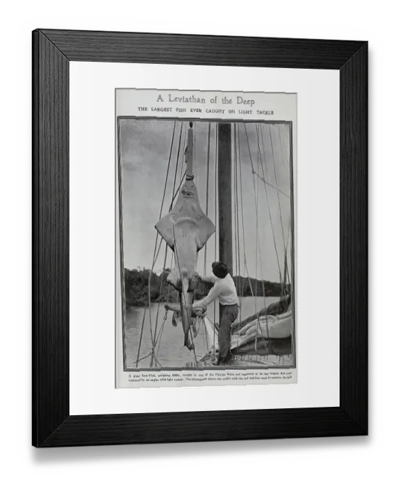 Framed Print : Giant sawfish, hung up by a mast, Florida, United States. Captioned, A Leviathan of the Deep: The Largest Fish Ever Caught On Light Tackle'. With description, A giant Saw-Fish, weighing 8501b, caught in one of the Florida Keys Framed Print : Giant sawfish, hung up by a mast, Florida, United States. Captioned, A Leviathan of the Deep: The Largest Fish Ever Caught On Light Tackle'. With description, A giant Saw-Fish, weighing 8501b, caught in one of the Florida Keys