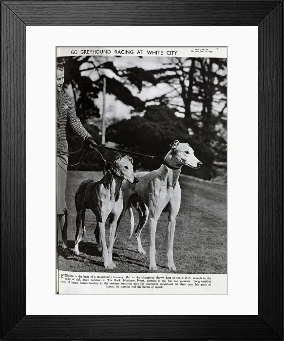 Framed Print : Greyhounds Framed Print : Greyhounds