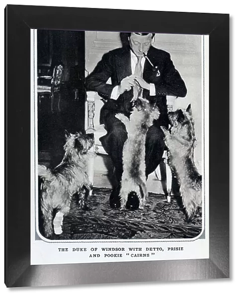 Duke of Windsor with dogs
