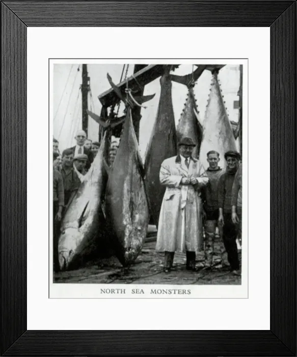 Framed Print : North Sea tuna Framed Print : North Sea tuna